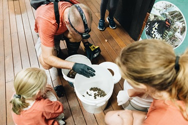 Great Cane Toad Bust