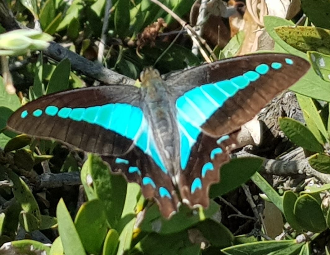 Blue-Triangle-butterfly