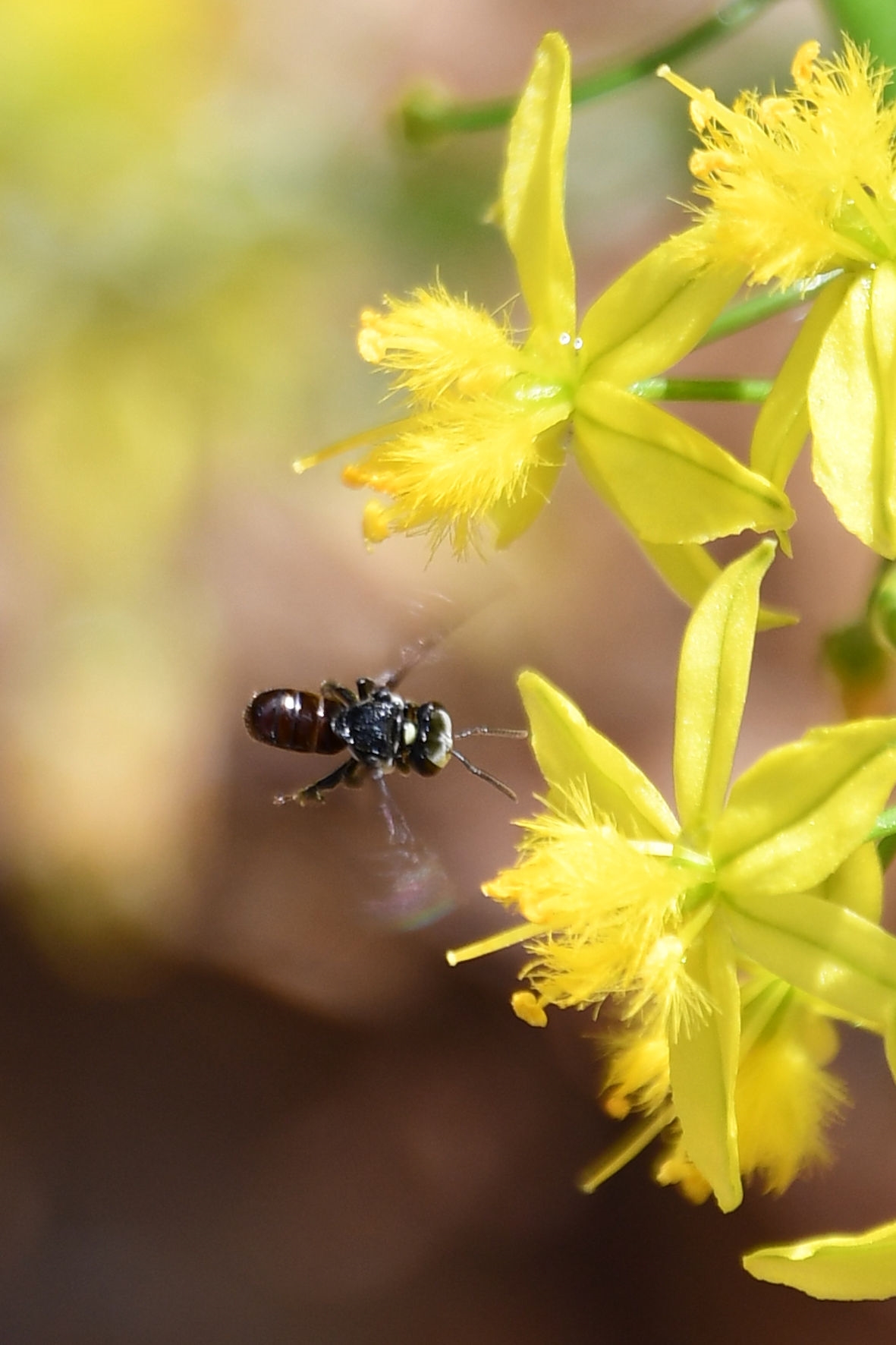 bee-stingless-native-4233-2r-180401