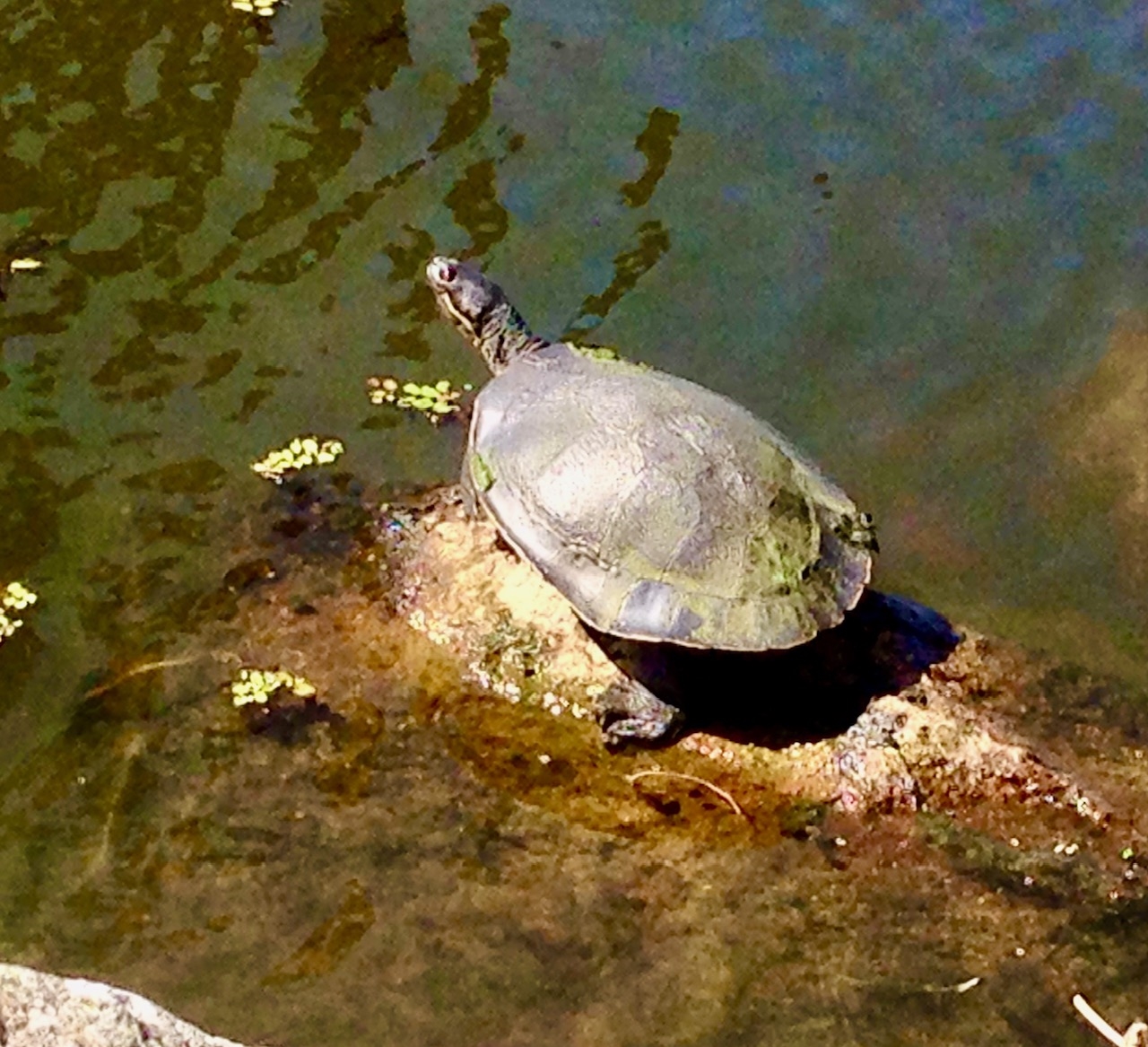 Turtle